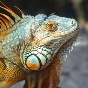 BÒ SÁT
