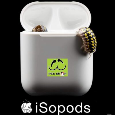 Các loại isopod
