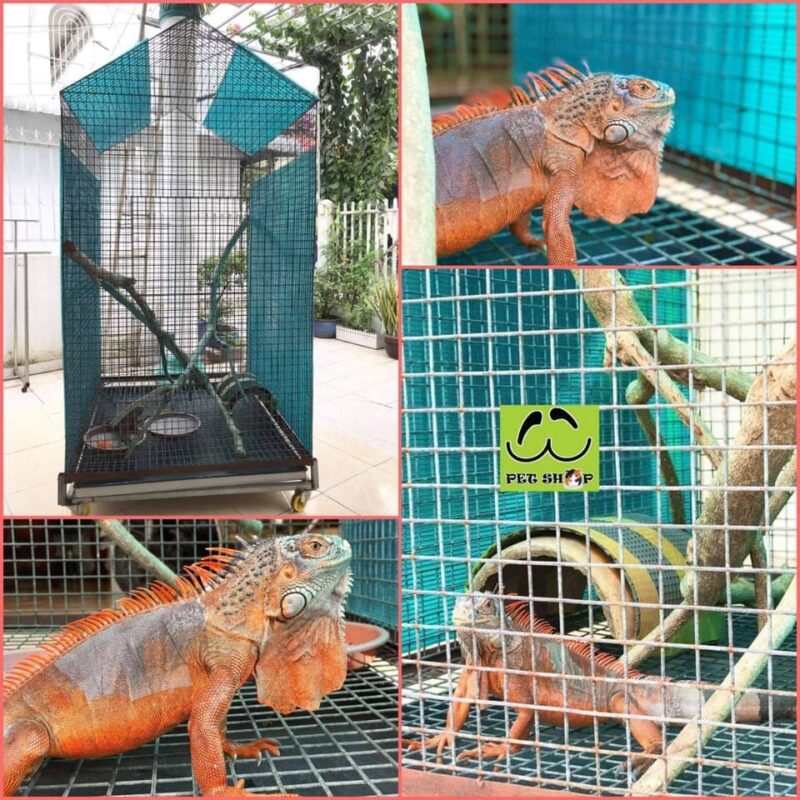 Chuồng nuôi tiêu chuẩn cho Igu