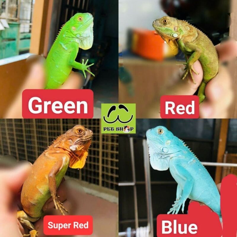 Các màu phổ biến của Iguana