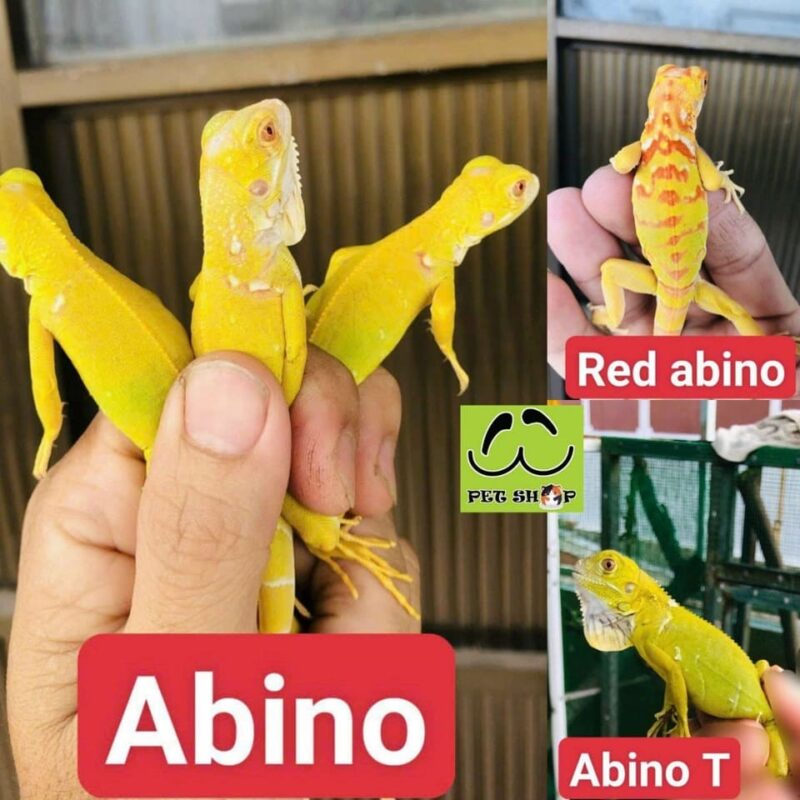 Các màu mới nâng cao của Iguana