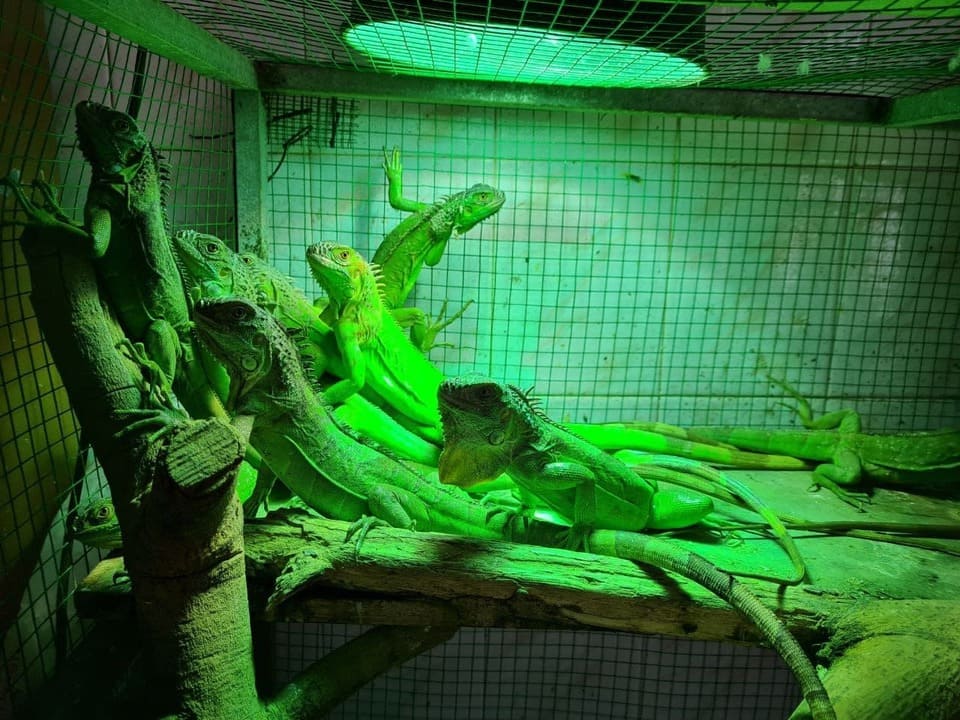 Iguana cần cung cấp ánh sáng UVA + UVB