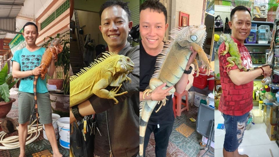Cần tương tác thân thiện với Iguana
