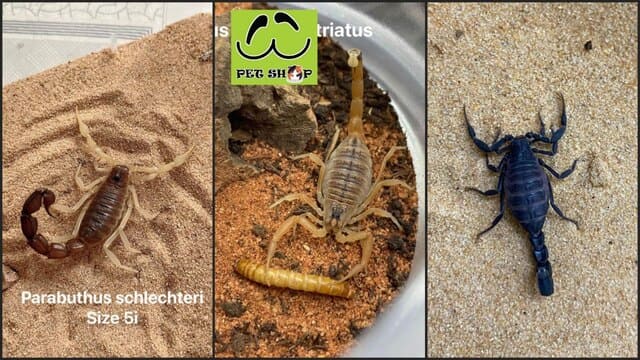 Bảng giá bọ cạp hàng tháng