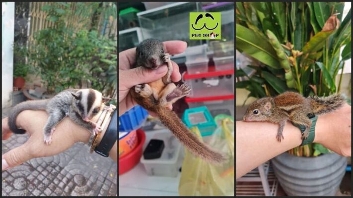 Bảng giá sóc