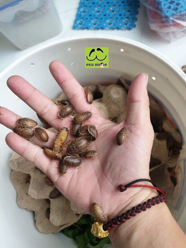 Giới thiệu Gián Dubia