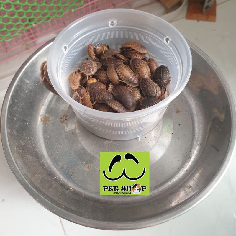 Lựa gián dubia phù hợp với size của pet cho ăn