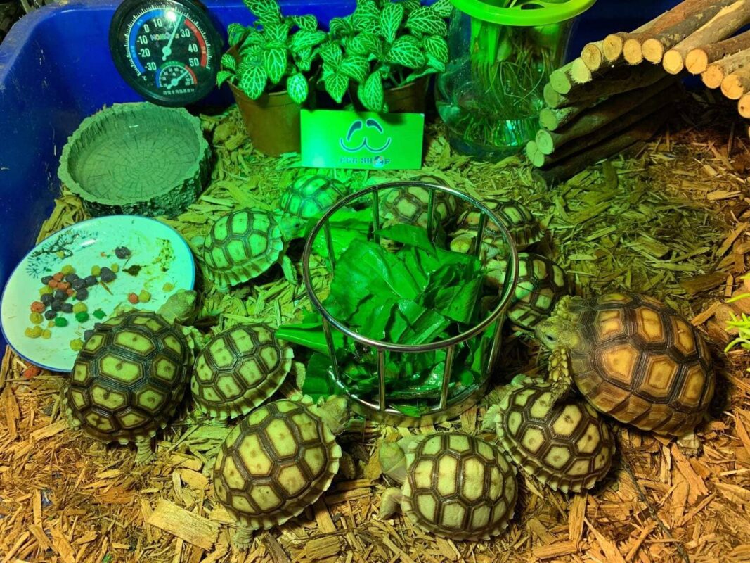 Rùa Sulcata ăn gì?