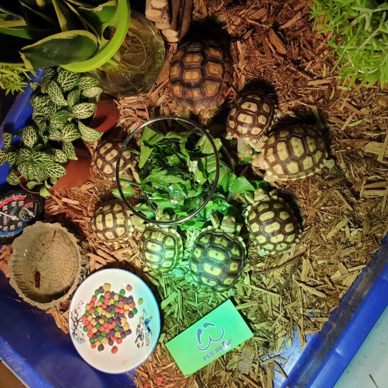 Ảnh đại diện rùa sulcata