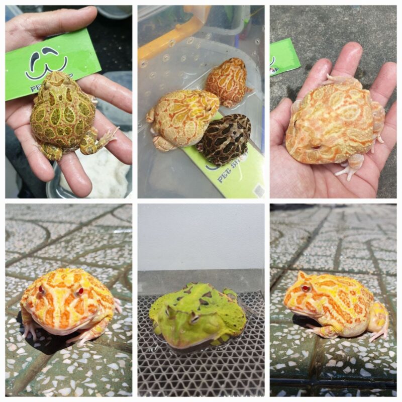 Hướng dẫn không gian nuôi ếch Pacman