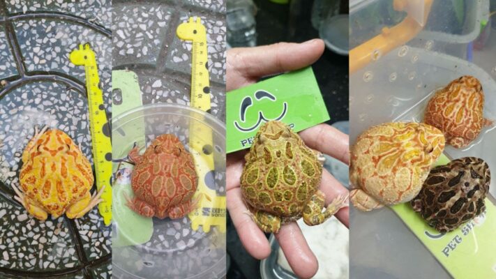 Giới thiệu về ếch Pacman