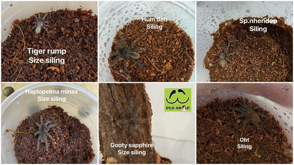 Nhện size sling nuôi trong tank mini