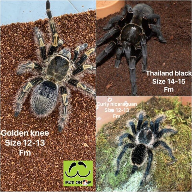 Nhện Tarantula dễ nuôi, dễ chăm nên phù hợp làm thú cưng