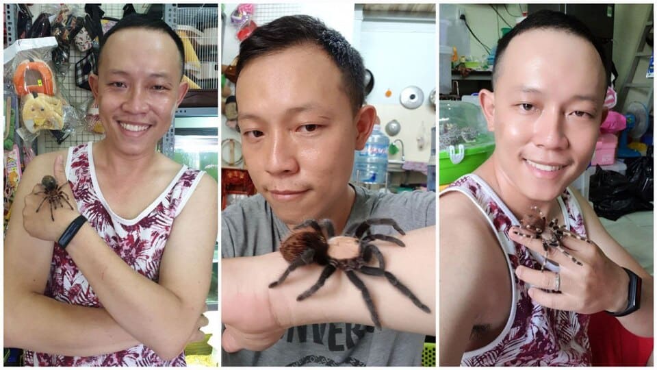 Tarantula với kích thước khổng lồ thu hút người nuôi thú cưng