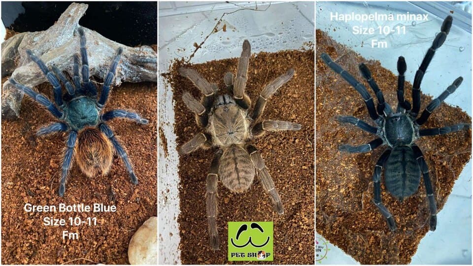 Tarantula là con gì?
