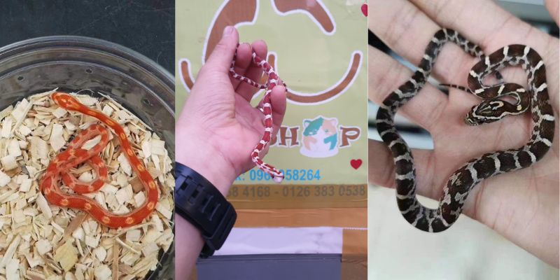 Bảng giá Rắn Ngô