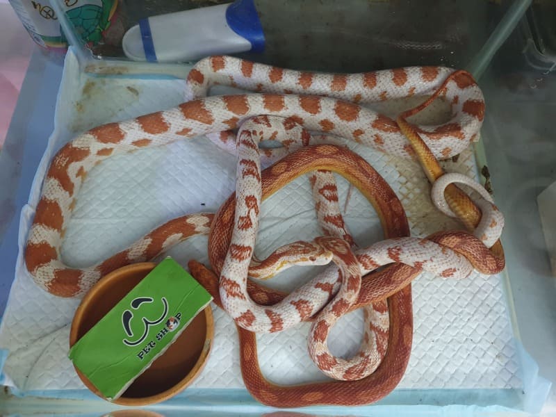 Bảng giá Rắn Ngô hàng tháng