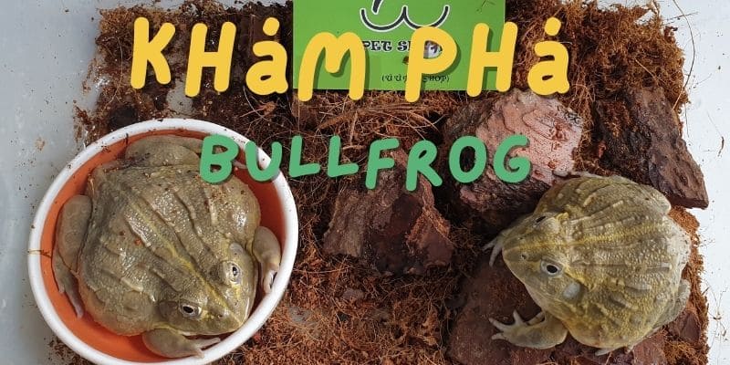Khám phá Bull Frog