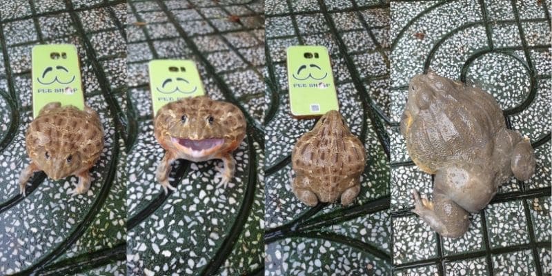 Bull frog có tiếng kêu như tiếng bò rống