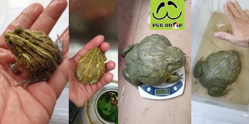 Nuôi bull frog vô cùng đơn giản và mau lớn