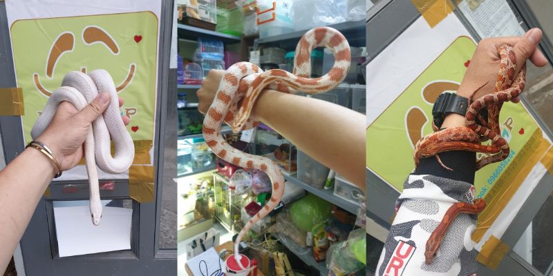 Giới thiệu rắn ngô
