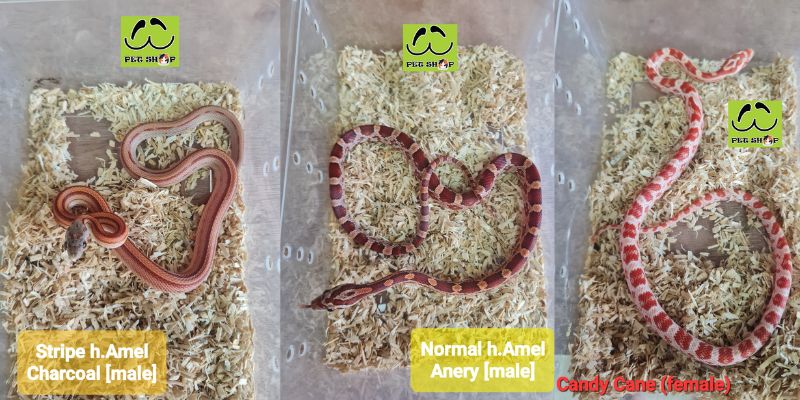 Các Rắn ngô đang có tại chi nhánh Phnom Penh - Campuchia