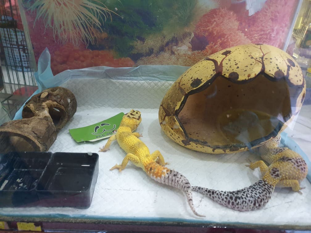 Cách set up hồ nuôi LG