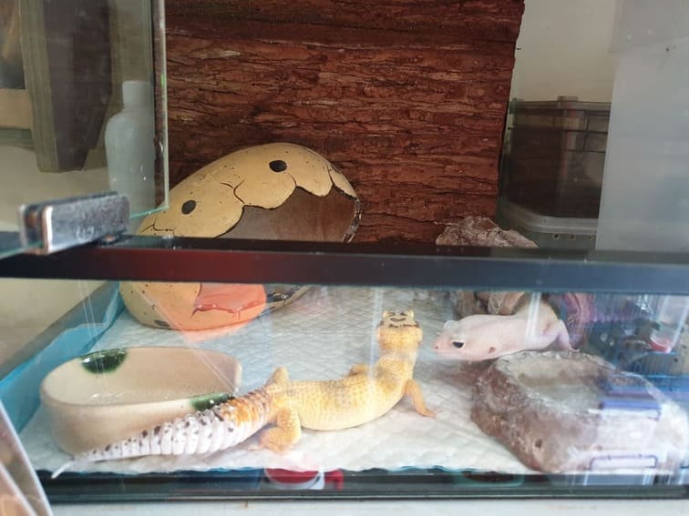 Nuôi đúng cách thì các bé Leopard Gecko khỏe mạnh sẽ có cái đuôi mập ù