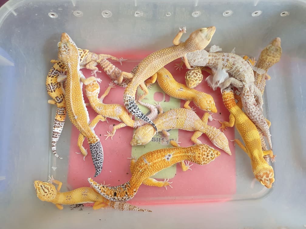 Leopard Gecko là loại bò sát có nhiều morph phong phú