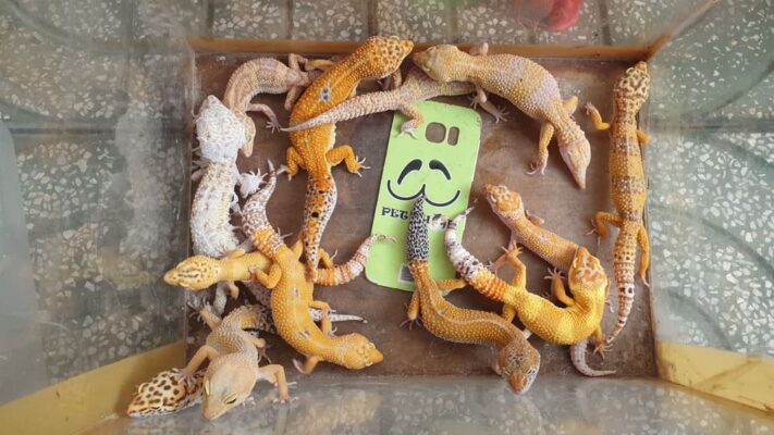 Leopard Gecko còn gọi là thằn lằn da báo