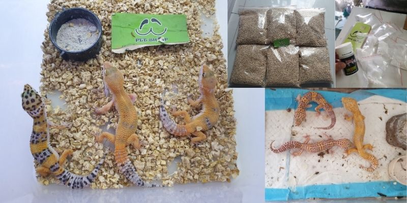 Cần lót chuồng đúng loại và bổ sung canxi không D3 cho LG