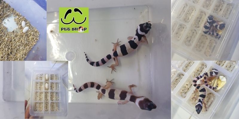 Quá trình ấp nở trứng của LG