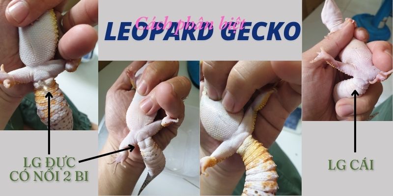 Cách phân biệt đực cái ở Leopard Gecko