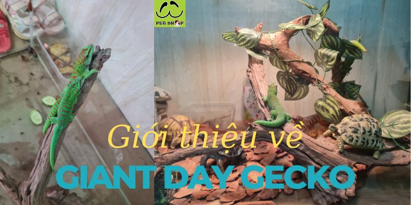 Giới thiệu về Giant Day Gecko