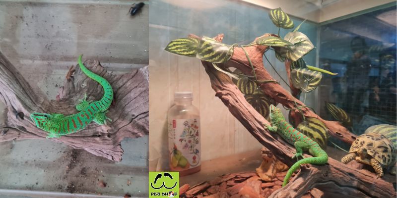Hướng dẫn cách nuôi Giant Day Gecko
