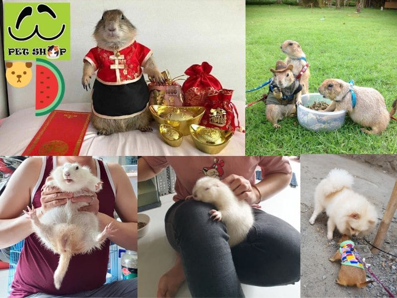Đặc điểm sinh học của Sóc Bắc Mỹ