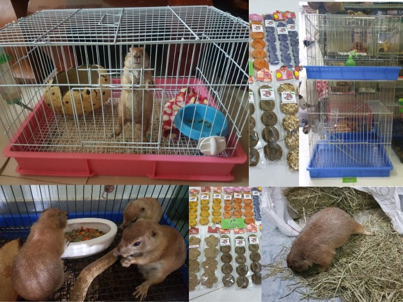 Lồng nuôi và các đồ ăn dinh dưỡng cho Prairie Dog