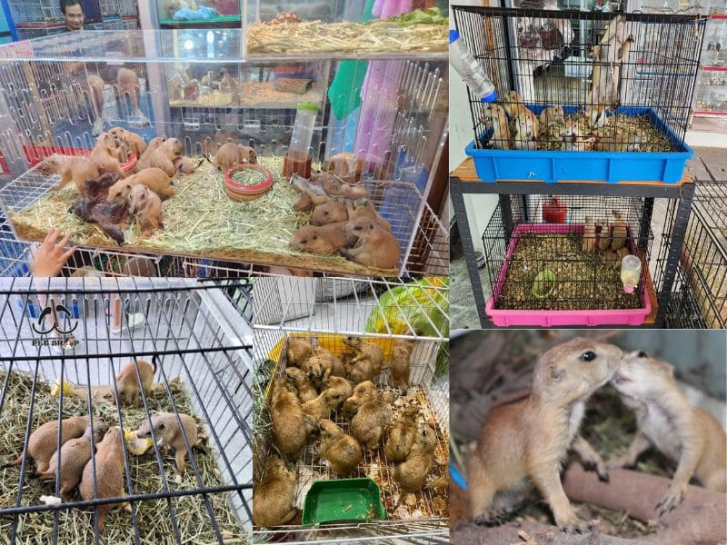 Sóc Bắc Mỹ được bày bán phổ biến tại chợ Chatuchak (Thái Lan)