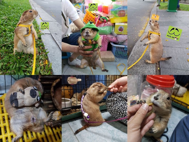 Giới thiệu chung về Sóc Bắc Mỹ