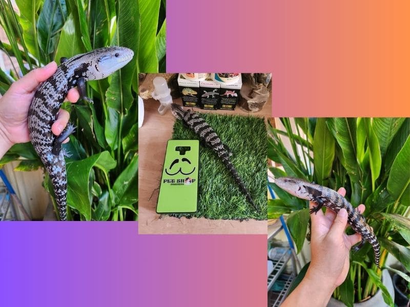 Các bệnh thường gặp khi nuôi Blue-tongue skink