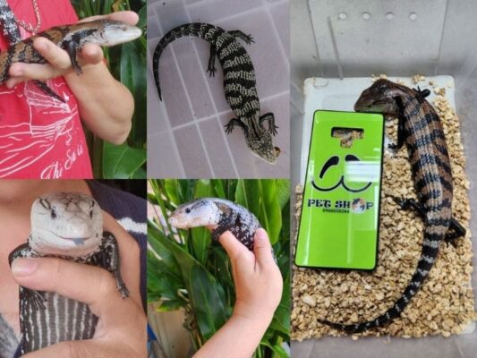 Giới thiệu thằn lằn lưỡi xanh