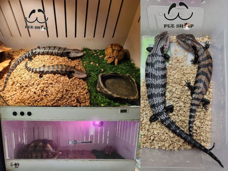 Hướng dẫn cách nuôi Thằn lằn lưỡi xanh