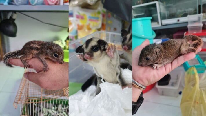 Hướng dẫn cách nuôi sóc