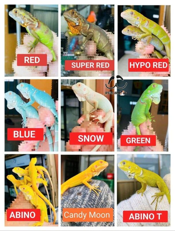 Các màu sắc Rồng Nam Mỹ đa dạng có trong bảng giá Iguana
