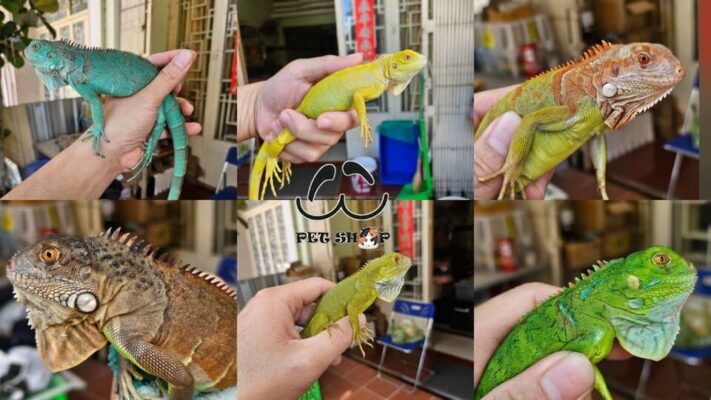 Bảng giá Igu hàng tháng tại Ú Ù PETSHOP