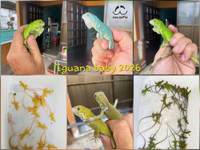 Iguana size baby