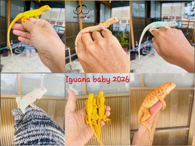 Iguana baby 2026