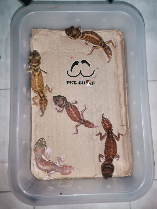 Knob tail gecko size trung cận sinh sản