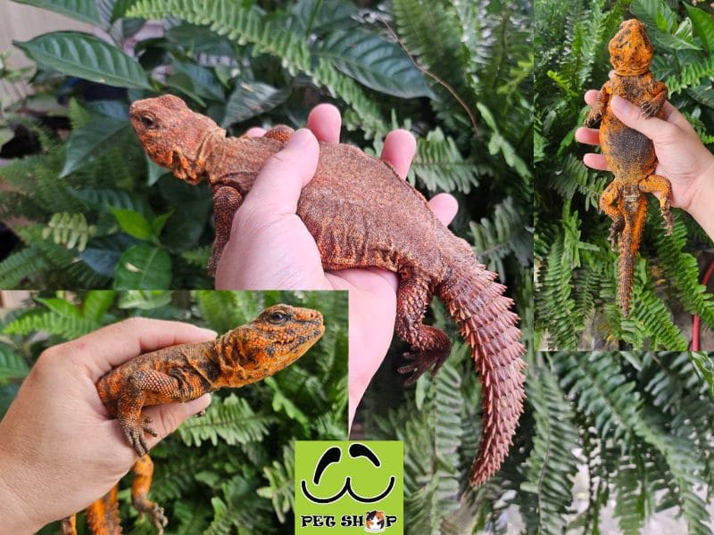 Dabb Lizard được nuôi làm thú cưng