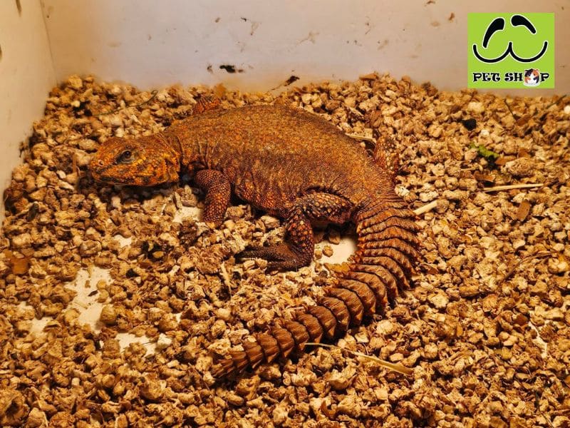 Lót nền phù hợp cho Dabb Lizard